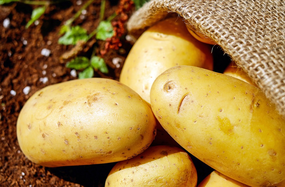 Batata/Cepea: Menor qualidade resulta em retração dos preços