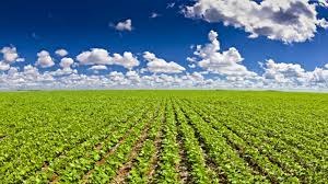 Plantio de soja alcança 38,5% da área estimada para a safra 2021/22, mostra levantamento da DATAGRO