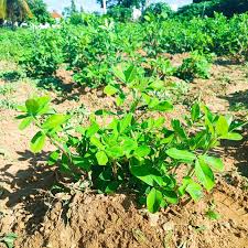 Diversificação na agricultura impulsiona o cultivo do amendoim e fortalece Mato Grosso do Sul como o segundo maior produtor do país