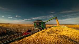 Colheita de Soja no Brasil Alcança 15% da Área Cultivada, Com Ênfase em Paraná e Mato Grosso