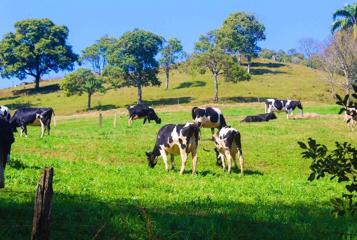 Embrapa Gado de Leite: Produção de Leite no Brasil Durante a Entressafra