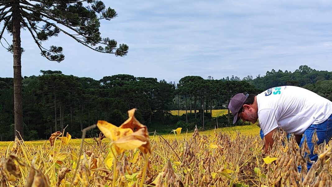 Planalto Norte de SC deve colher mais de 800 mil toneladas de soja, indica Giro da Safra