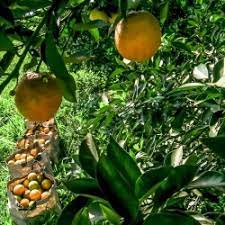Calor Extremo Ameaça Produção de Laranjas e Limões no Brasil
