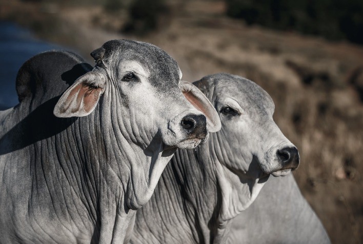 Solução nutricional integrada eleva em até uma arroba o peso da carcaça bovina