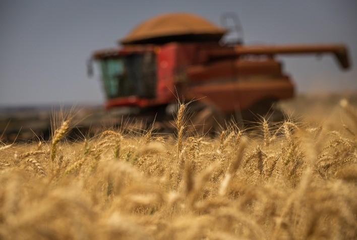 Brasil enfrenta escassez de trigo e aumenta dependência de importações até a nova safra