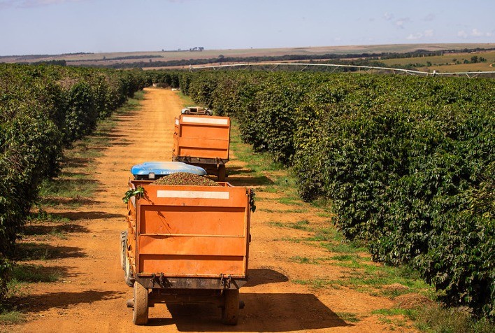 Bahia projeta colheita de 265 mil toneladas de café em 2025, consolidando-se como grande produtora