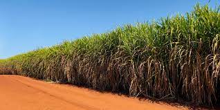 Minas Gerais mantém a segunda posição entre os principais produtores de cana-de-açúcar do Brasil