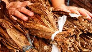 Brasil deve ultrapassar US$ 3 bi em exportações de tabaco em 2025