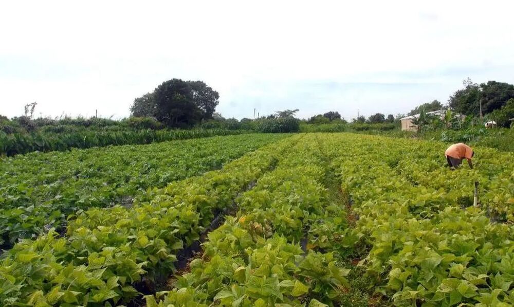 Plantação de hortaliças (Foto: Elza Fiúza/Arq/ABr).