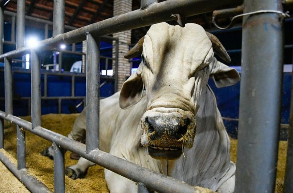 Touro no curral em propredade de MS (Foto: Divulgação).