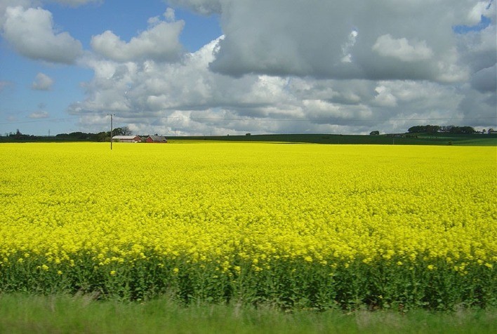 Canola brasileira está se destacando como uma alternativa sustentável de combustível para a aviação