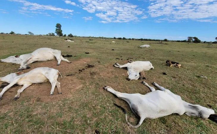 Índice de temperaturas extremamente baixas renova o aviso sobre o perigo de morte de animais por hipotermia; confira as ações preventivas