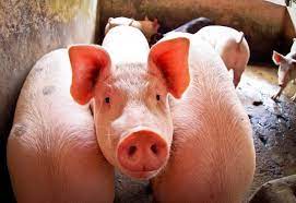 Preços do suíno vivo e da carne recuam com baixa demanda e especulações no mercado