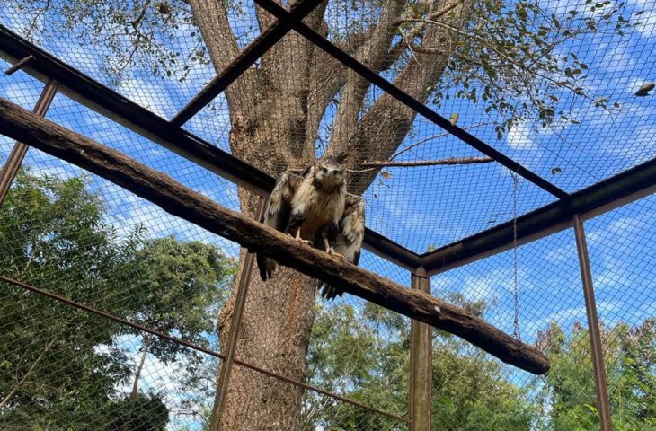 Ameaçada de extinção, ave de rapina foi resgatada ferida em janeiro e solta após tratamento especializado.