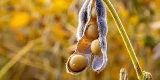 Apesar da estiagem afetar 52% da área cultivada, Mato Grosso do Sul obteve uma safra de soja superior às expectativas.
