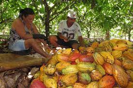 Produção de cacau no Brasil permanece estagnada no primeiro semestre de 2025, sem sinais de recuperação após forte queda em 2024
