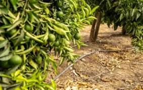 Empresa Argentina acelera sua expansão no Brasil e promove busca por agricultores para projeto de irrigação sustentável