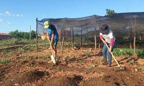 Hortaliças (Foto: Divulgação).