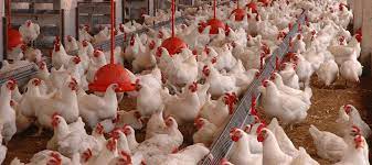Restrição à carne de frango do Brasil foi removida pelo Chile e pela Arábia Saudita