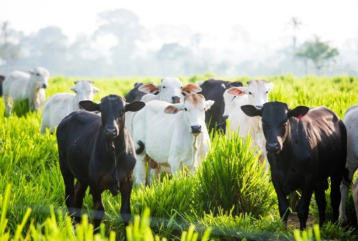 Mato Grosso do Sul promove avanços na redução de emissões de carbono através de ações e incentivos direcionados aos produtores rurais