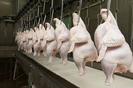 Japão assume liderança nas compras de frango de MS em 2025