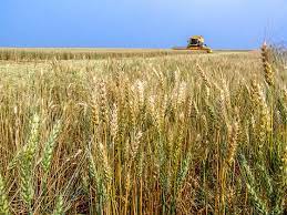 Pesquisas e mercado impulsionam o cultivo de trigo em Mato Grosso do Sul.