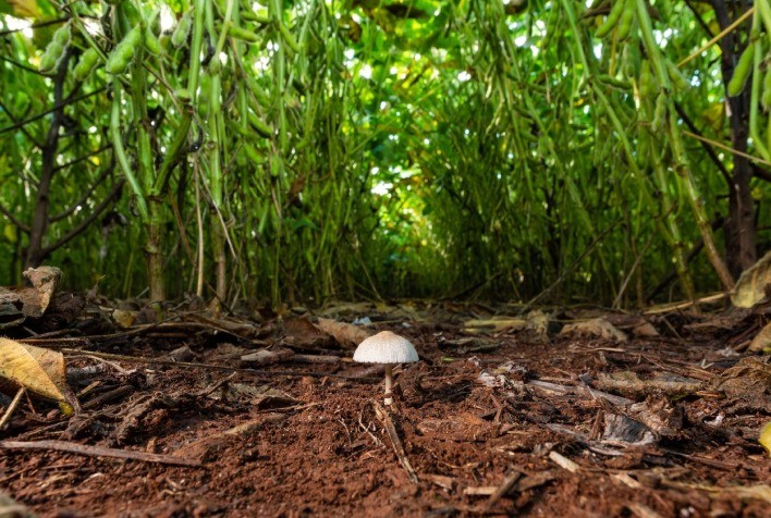 Agricultura regenerativa ganha força no Mato Grosso