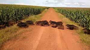 Alerta no campo: superpopulação de javalis ameaça lavouras e agroindústria de Santa Catarina