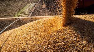 Produção de milho surpreende em MS e pode alcançar 14,2 milhões de toneladas
