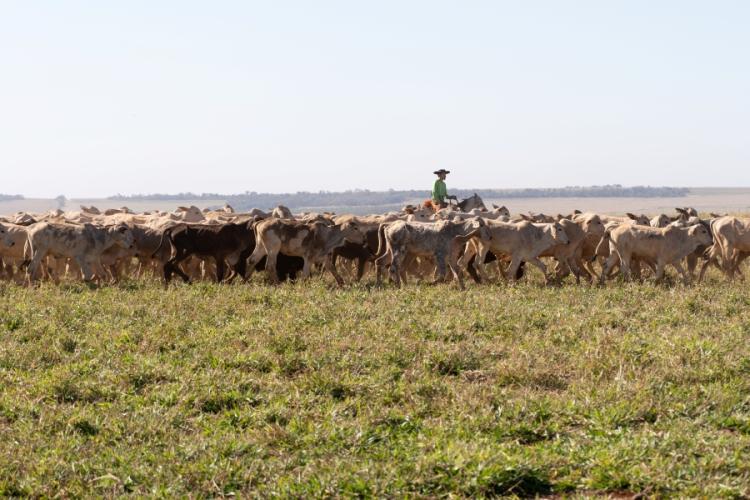 Como o agronegócio transformou Mato Grosso do Sul em referência de desenvolvimento e sustentabilidade