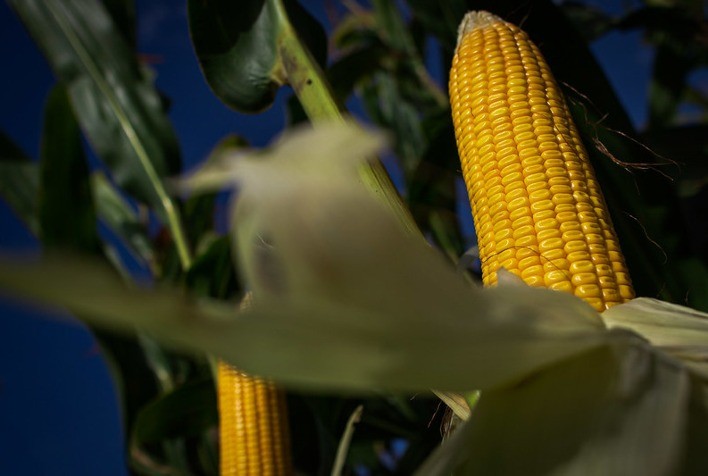 Genética avançada impulsiona produtividade do milho e garante colheita recorde no Brasil em 2025