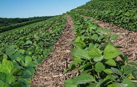 Mato Grosso do Sul inicia plantio da maior safra de soja da história, com expectativa de colher mais de 15 milhões de toneladas