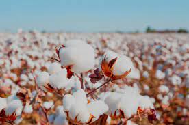 Brasil se consolida como maior exportador de algodão do mundo oferecendo ao mercado uma produção comprometida com a sustentabilidade