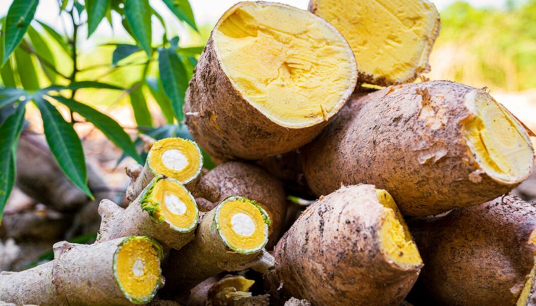 🌱 BRS Jacundá: a mandioca que vai transformar a agricultura no Amazonas