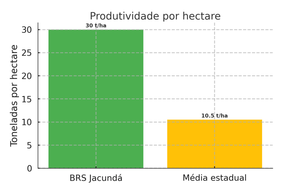 🌱 BRS Jacundá: a mandioca que vai transformar a agricultura no Amazonas