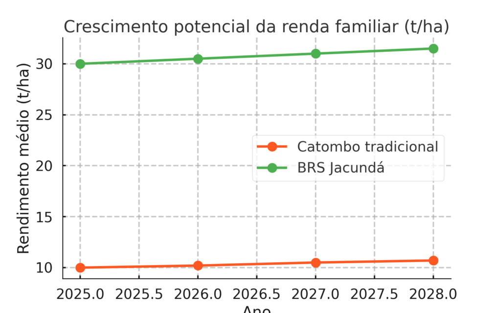 🌱 BRS Jacundá: a mandioca que vai transformar a agricultura no Amazonas