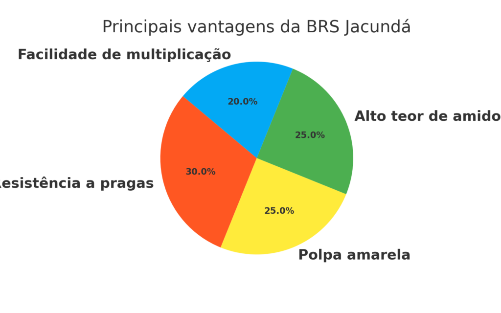 🌱 BRS Jacundá: a mandioca que vai transformar a agricultura no Amazonas