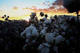 Mercado de algodão registra ajustes técnicos e liquidez moderada no Brasil