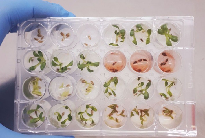 Foto: Debora Barreto