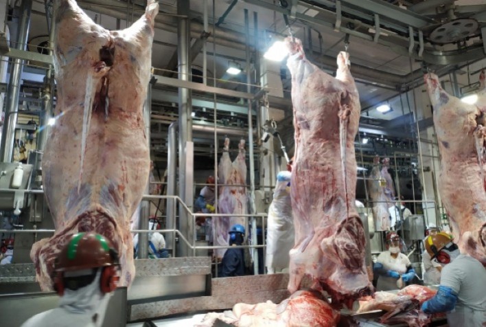 Brasil registra recorde histórico no abate de bovinos em 2025 e amplia liderança global nas exportações de carne