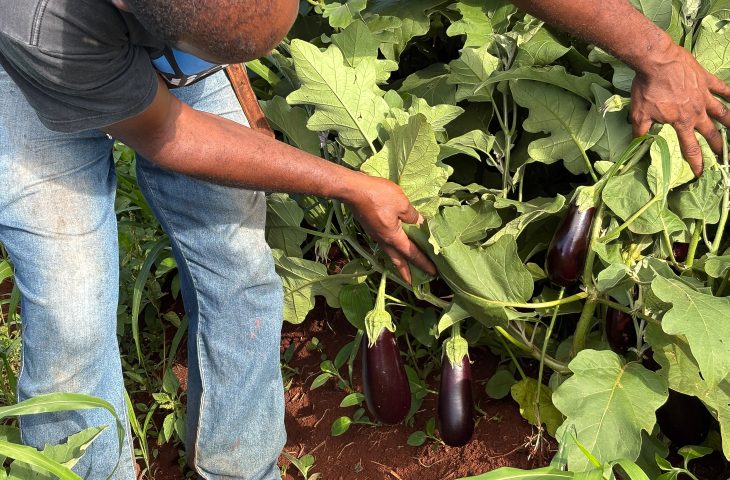 Rede Estadual supera índices nacionais, amplia compras diretas da agricultura familiar e garante alimentos frescos para estudantes; agricultores celebram renda estável e valorização da produção local.