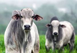 Mercado de boi no Brasil apresenta acomodação de preços, com exportações em alta e expectativa de estabilidade