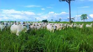 Mato Grosso do Sul avança na recuperação de pastagens degradadas e se consolida como referência nacional em agropecuária sustentável, unindo políticas públicas, inovação tecnológica e produção de baixo carbono.