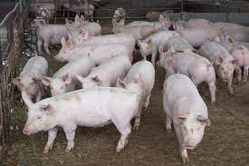 Novo status sanitário amplia credibilidade da suinocultura de MS e impulsiona abates e exportações