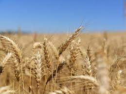 Mercado de trigo encerra o ano com baixa liquidez e foco em leilões oficiais