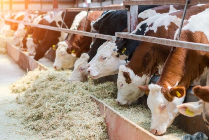 Manejo nutricional dos grãos impulsiona eficiência e sustentabilidade na cadeia da carne