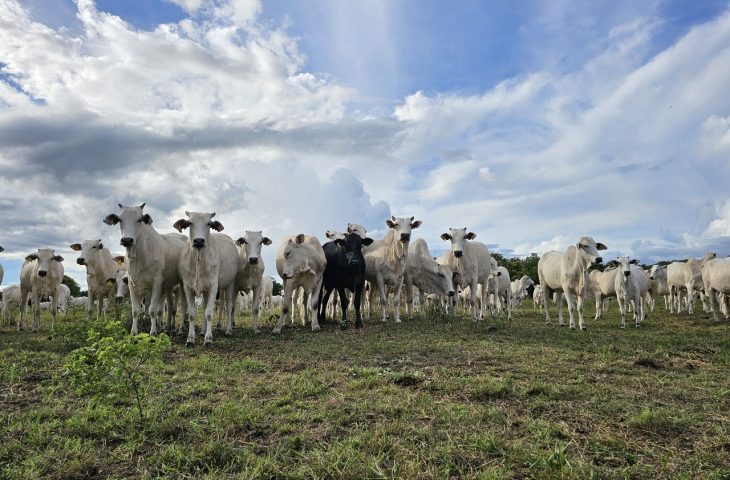 Recuperação de pastagens em MS avança com políticas públicas estruturantes, crédito e tecnologias