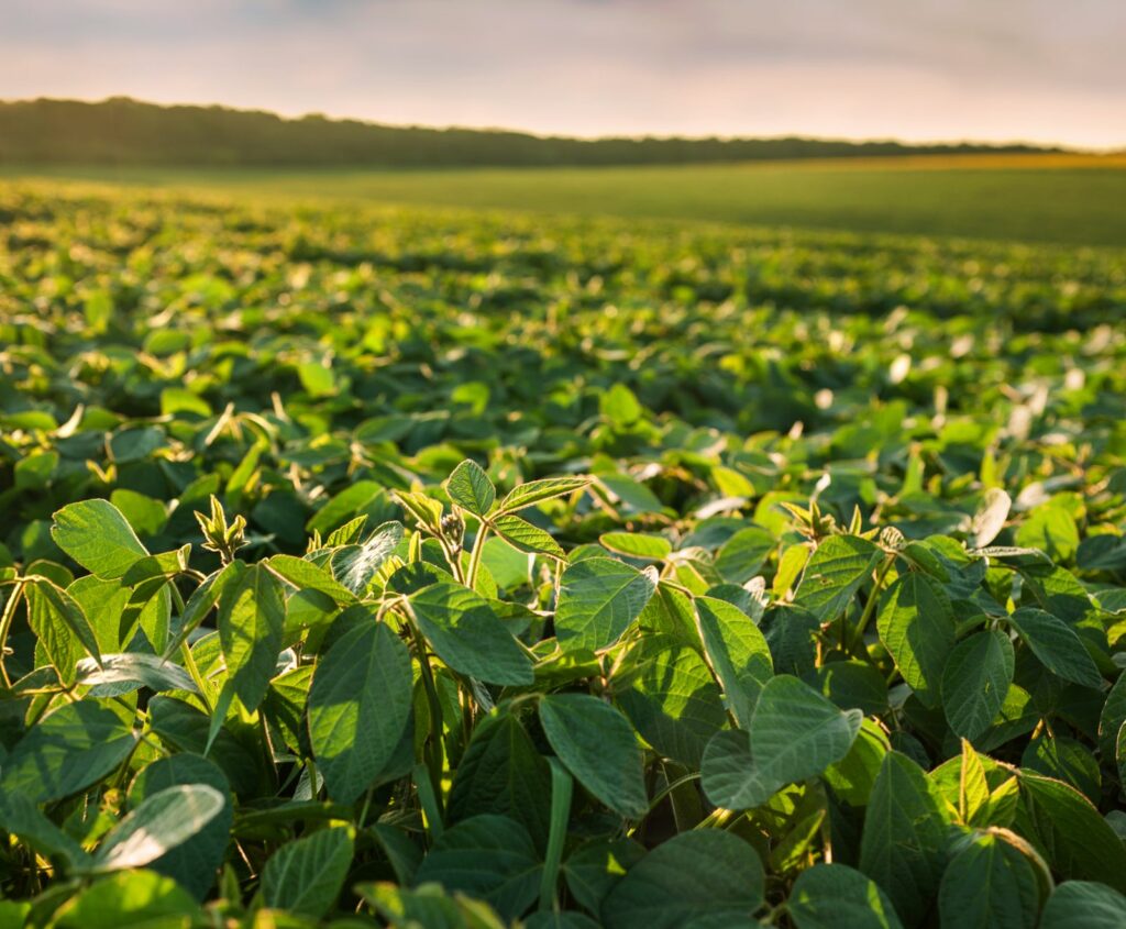 Novo biofungicida multissítio amplia controle de doenças foliares e reduz risco de surgimento de resistência em importantes culturas agrícolas Novo biofungicida multissítio amplia controle de doenças foliares e reduz risco de surgimento de resistência em importantes culturas agrícolas