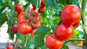 Produção de tomate supera recorde com 4,7 milhões de toneladas colhidas em 2025 mas enfrenta desafios