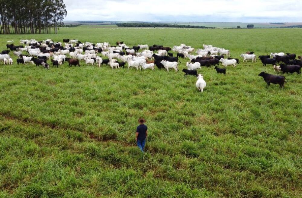 Rebanho em propriedade de MS (Foto: Bruno Rezende/Secom-MS).